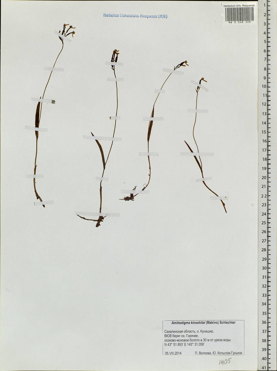 Hemipilia kinoshitae (Makino) Y.Tang, H.Peng & T.Yukawa, Siberia, Russian Far East (S6) (Russia)