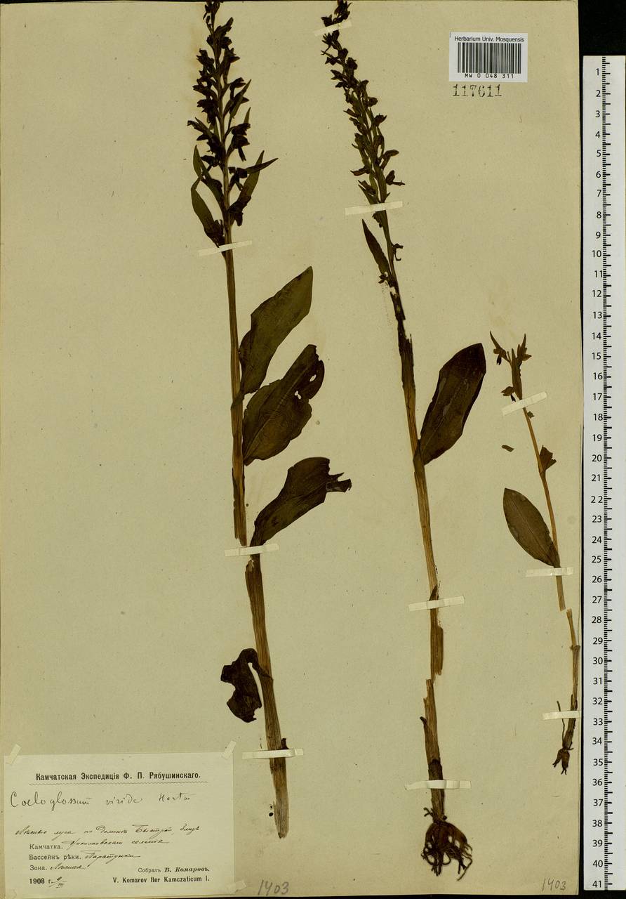 Dactylorhiza viridis (L.) R.M.Bateman, Pridgeon & M.W.Chase, Siberia, Chukotka & Kamchatka (S7) (Russia)