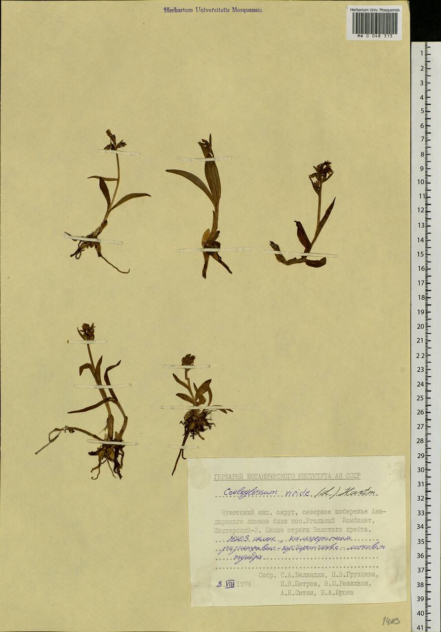 Dactylorhiza viridis (L.) R.M.Bateman, Pridgeon & M.W.Chase, Siberia, Chukotka & Kamchatka (S7) (Russia)