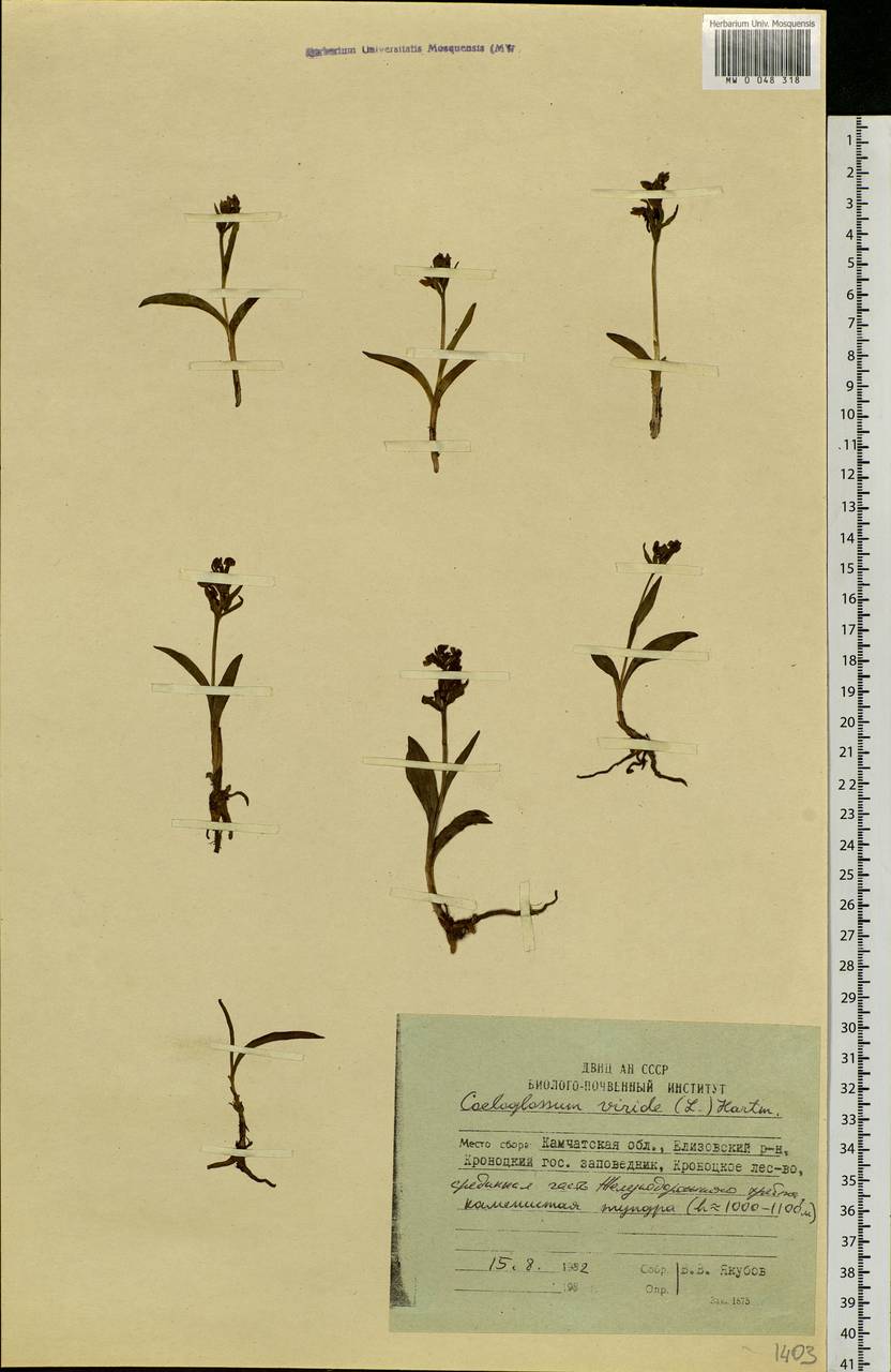 Dactylorhiza viridis (L.) R.M.Bateman, Pridgeon & M.W.Chase, Siberia, Chukotka & Kamchatka (S7) (Russia)