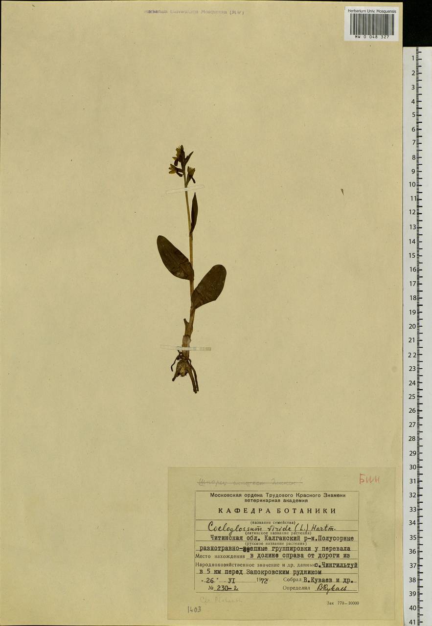 Dactylorhiza viridis (L.) R.M.Bateman, Pridgeon & M.W.Chase, Siberia, Baikal & Transbaikal region (S4) (Russia)