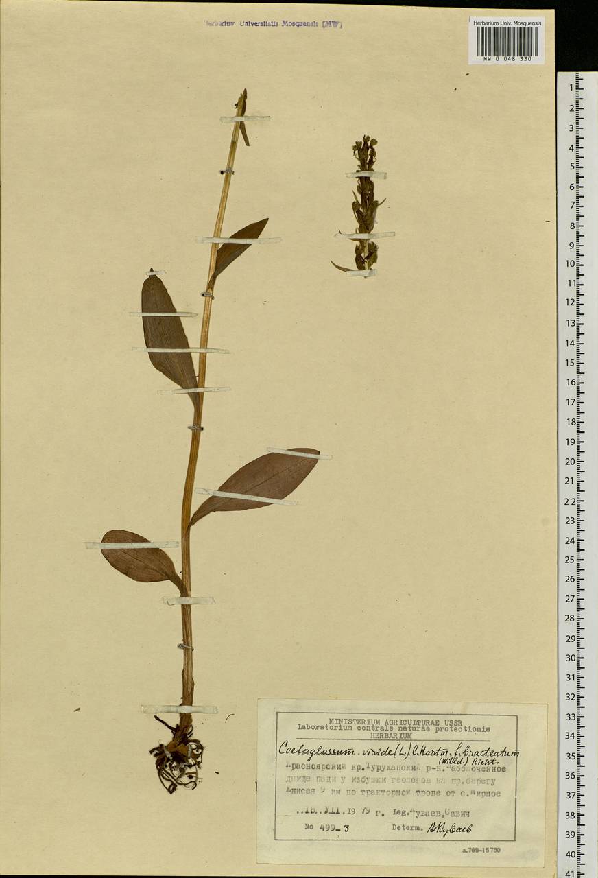 Dactylorhiza viridis (L.) R.M.Bateman, Pridgeon & M.W.Chase, Siberia, Central Siberia (S3) (Russia)