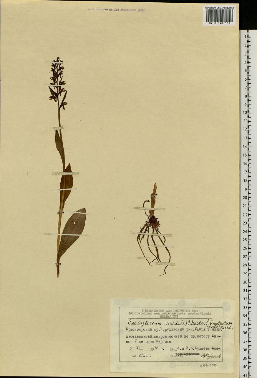 Dactylorhiza viridis (L.) R.M.Bateman, Pridgeon & M.W.Chase, Siberia, Central Siberia (S3) (Russia)