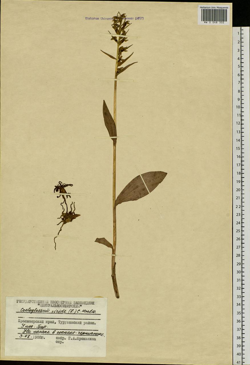 Dactylorhiza viridis (L.) R.M.Bateman, Pridgeon & M.W.Chase, Siberia, Central Siberia (S3) (Russia)