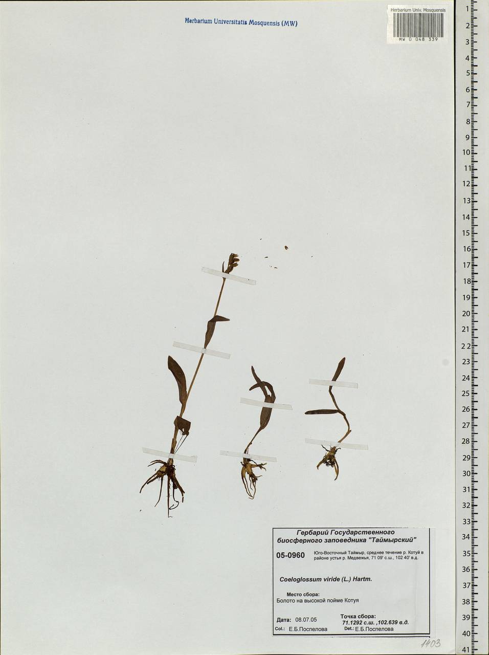 Dactylorhiza viridis (L.) R.M.Bateman, Pridgeon & M.W.Chase, Siberia, Central Siberia (S3) (Russia)