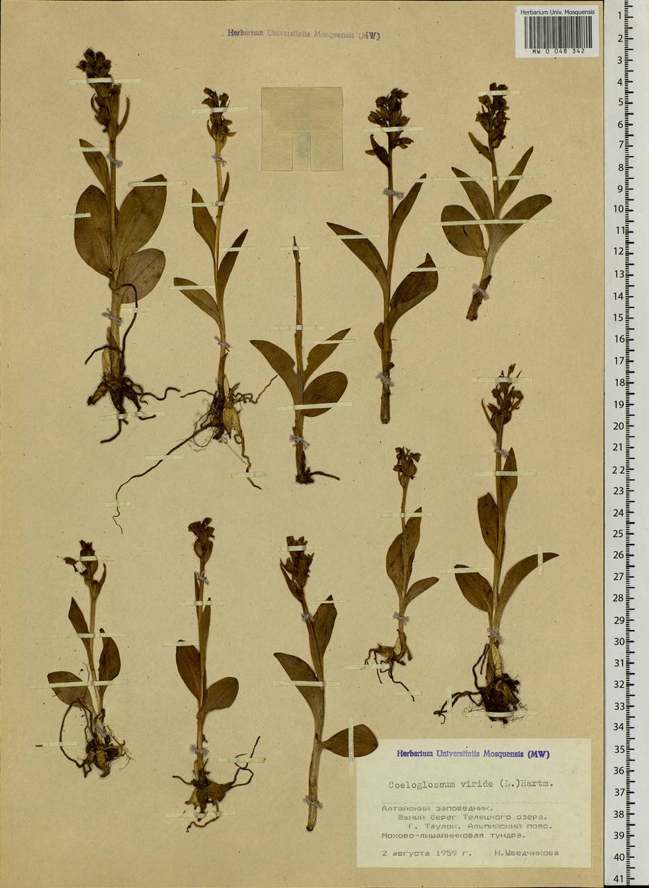 Dactylorhiza viridis (L.) R.M.Bateman, Pridgeon & M.W.Chase, Siberia, Altai & Sayany Mountains (S2) (Russia)