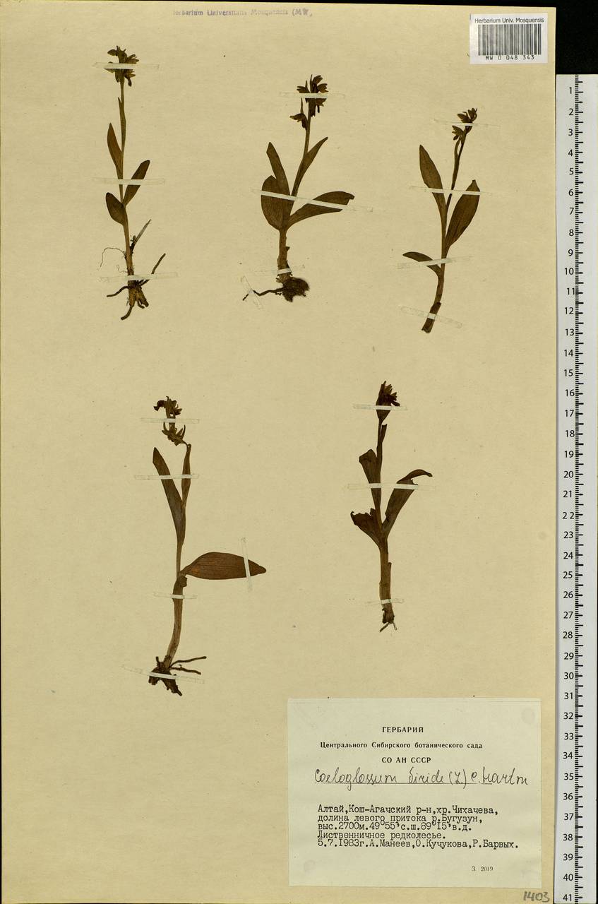 Dactylorhiza viridis (L.) R.M.Bateman, Pridgeon & M.W.Chase, Siberia, Altai & Sayany Mountains (S2) (Russia)