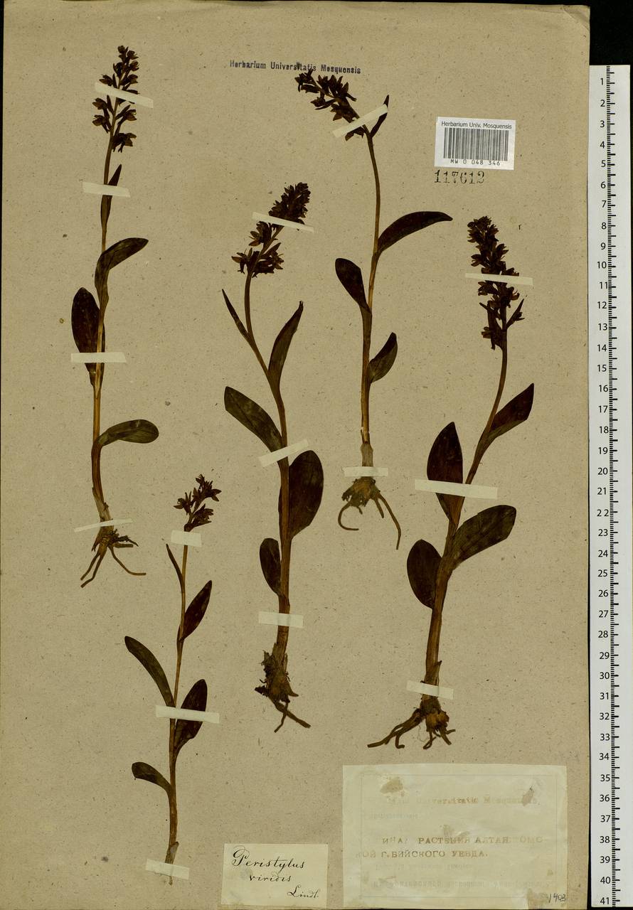Dactylorhiza viridis (L.) R.M.Bateman, Pridgeon & M.W.Chase, Siberia, Altai & Sayany Mountains (S2) (Russia)