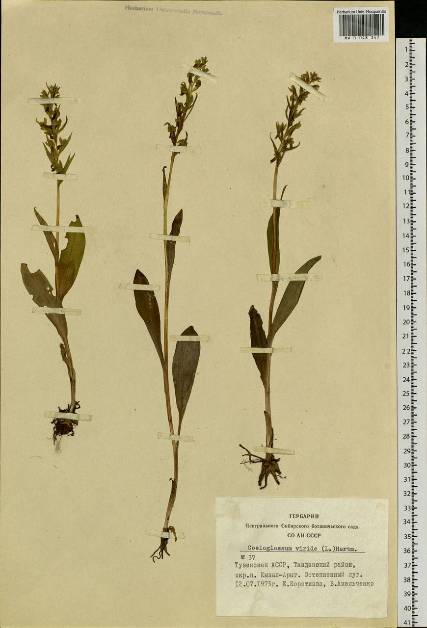 Dactylorhiza viridis (L.) R.M.Bateman, Pridgeon & M.W.Chase, Siberia, Altai & Sayany Mountains (S2) (Russia)