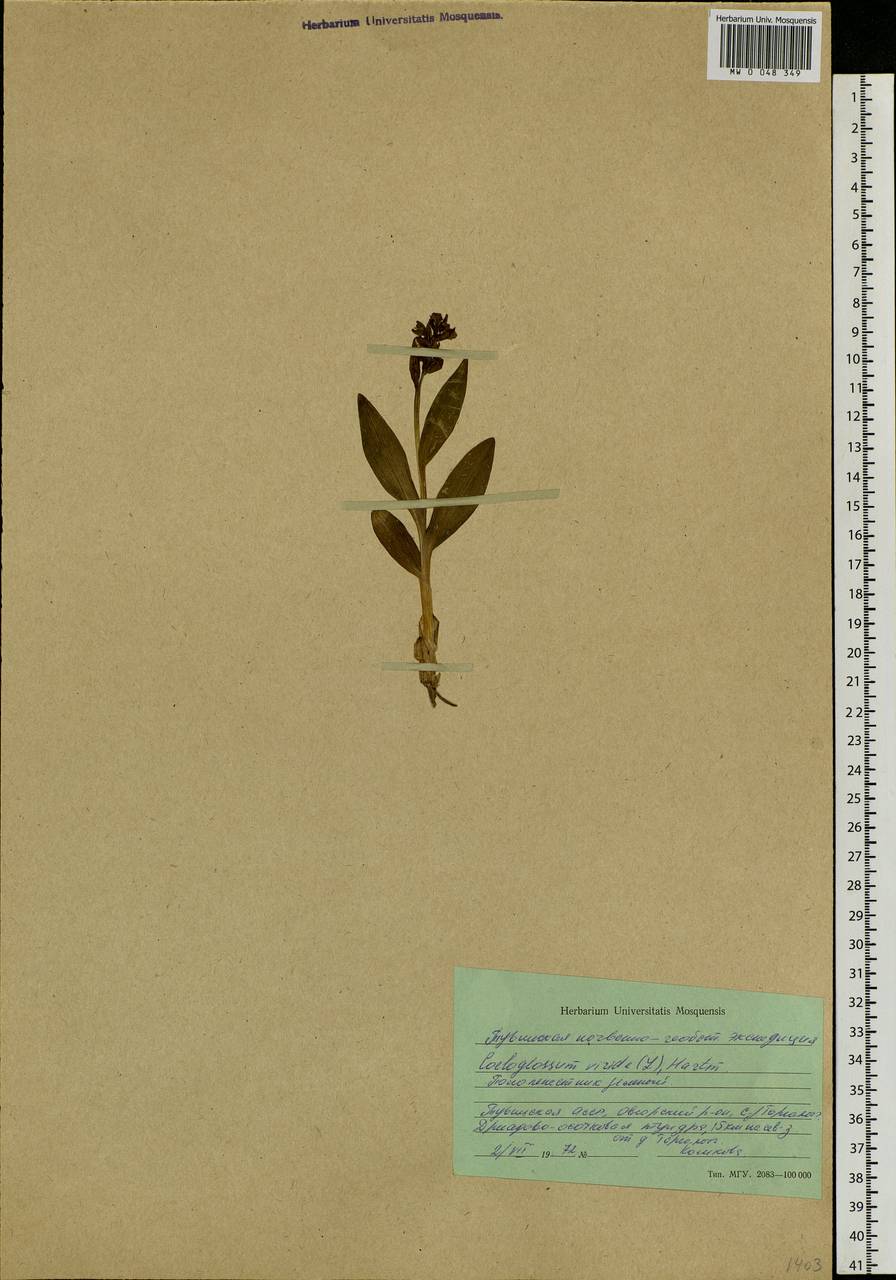 Dactylorhiza viridis (L.) R.M.Bateman, Pridgeon & M.W.Chase, Siberia, Altai & Sayany Mountains (S2) (Russia)
