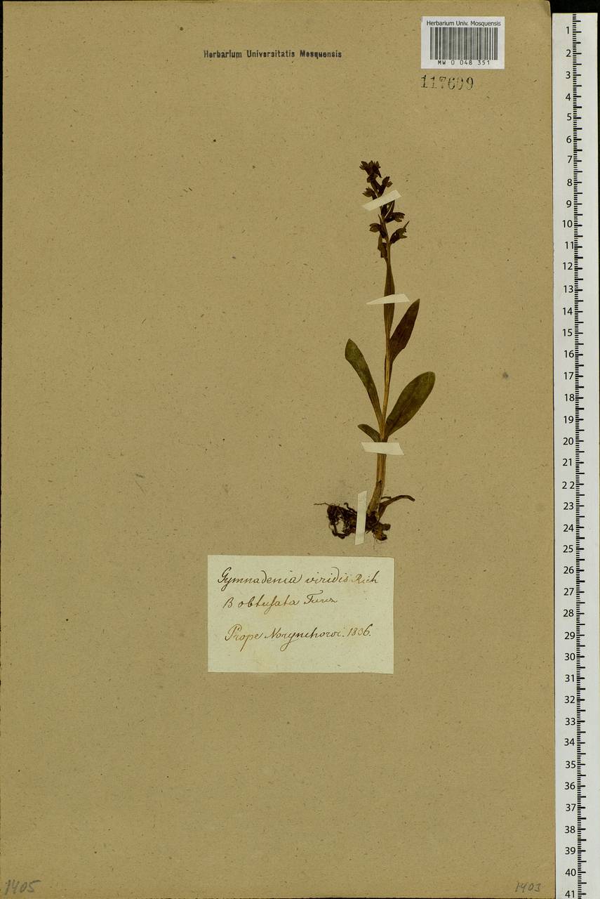 Dactylorhiza viridis (L.) R.M.Bateman, Pridgeon & M.W.Chase, Siberia, Western Siberia (S1) (Russia)