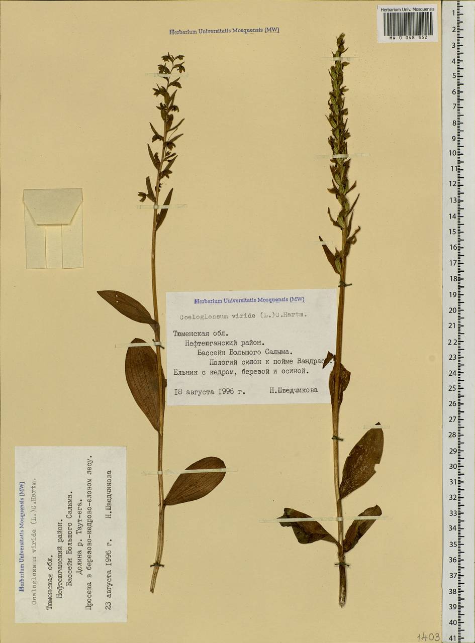 Dactylorhiza viridis (L.) R.M.Bateman, Pridgeon & M.W.Chase, Siberia, Western Siberia (S1) (Russia)