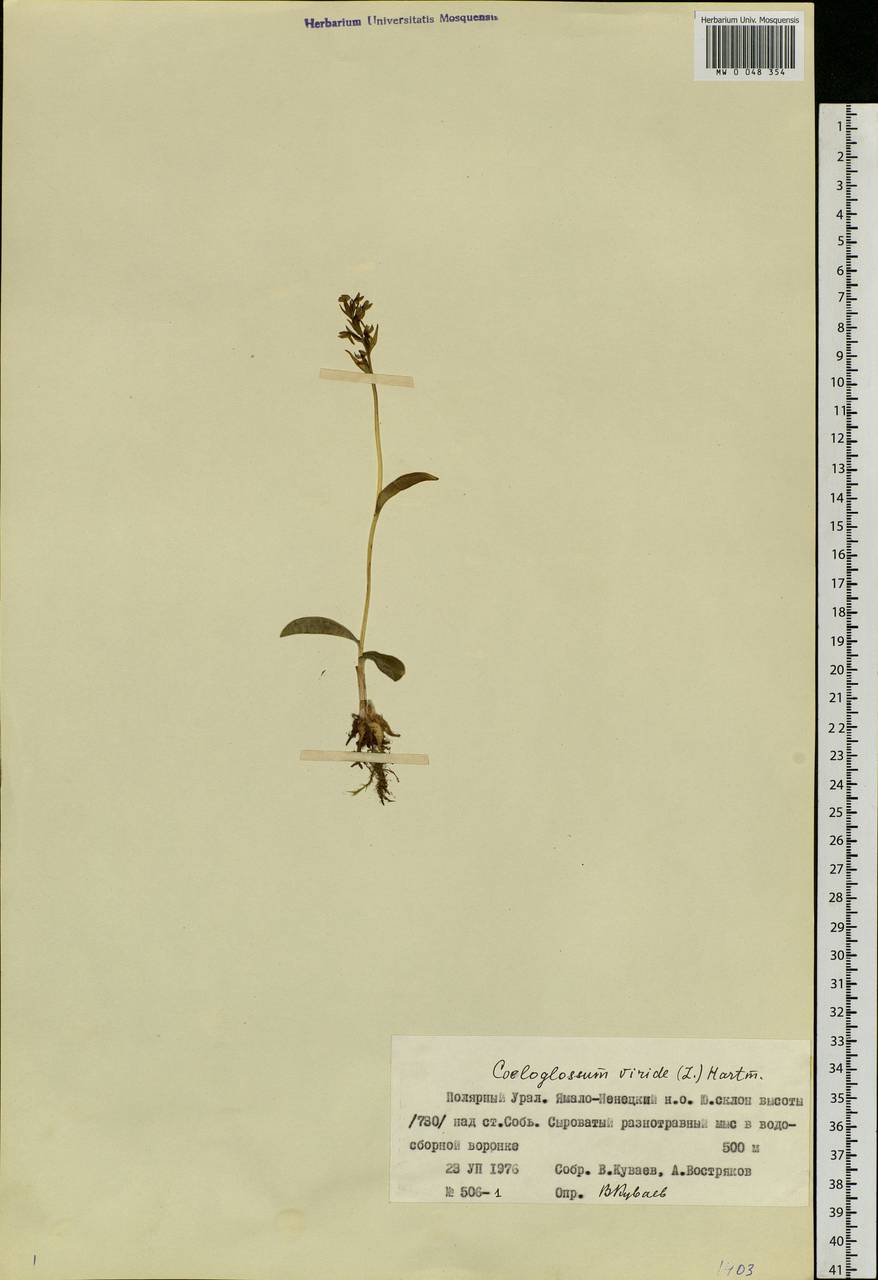 Dactylorhiza viridis (L.) R.M.Bateman, Pridgeon & M.W.Chase, Siberia, Western Siberia (S1) (Russia)