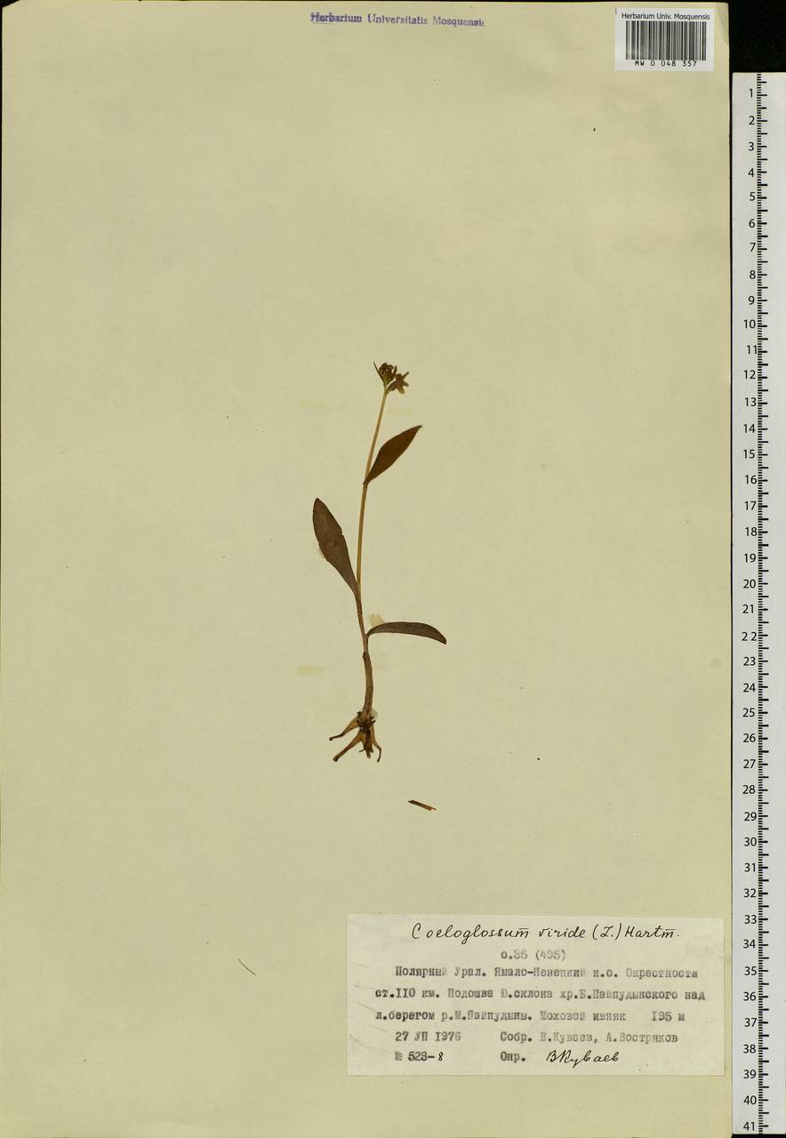 Dactylorhiza viridis (L.) R.M.Bateman, Pridgeon & M.W.Chase, Siberia, Western Siberia (S1) (Russia)