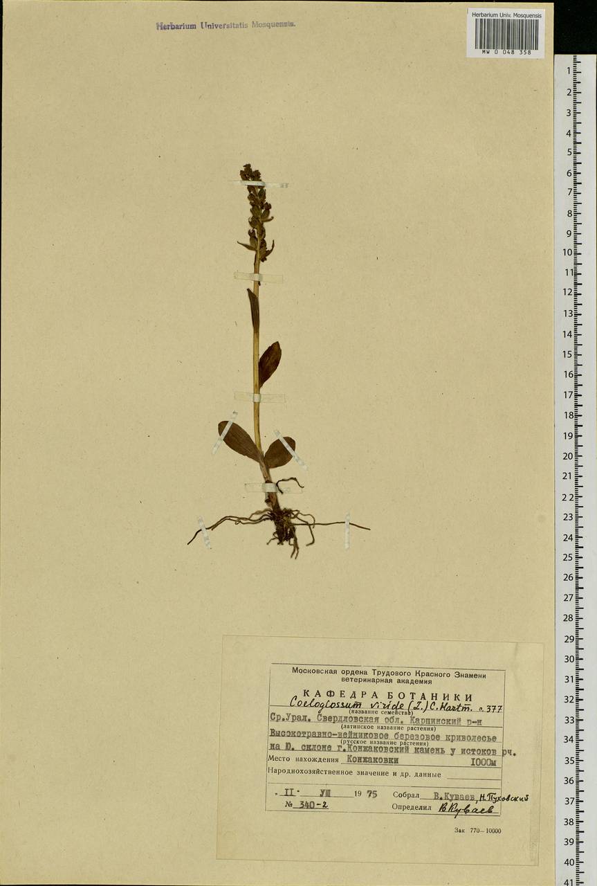 Dactylorhiza viridis (L.) R.M.Bateman, Pridgeon & M.W.Chase, Eastern Europe, Eastern region (E10) (Russia)