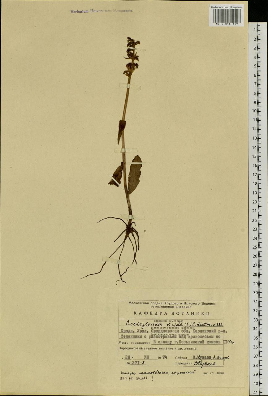 Dactylorhiza viridis (L.) R.M.Bateman, Pridgeon & M.W.Chase, Eastern Europe, Eastern region (E10) (Russia)