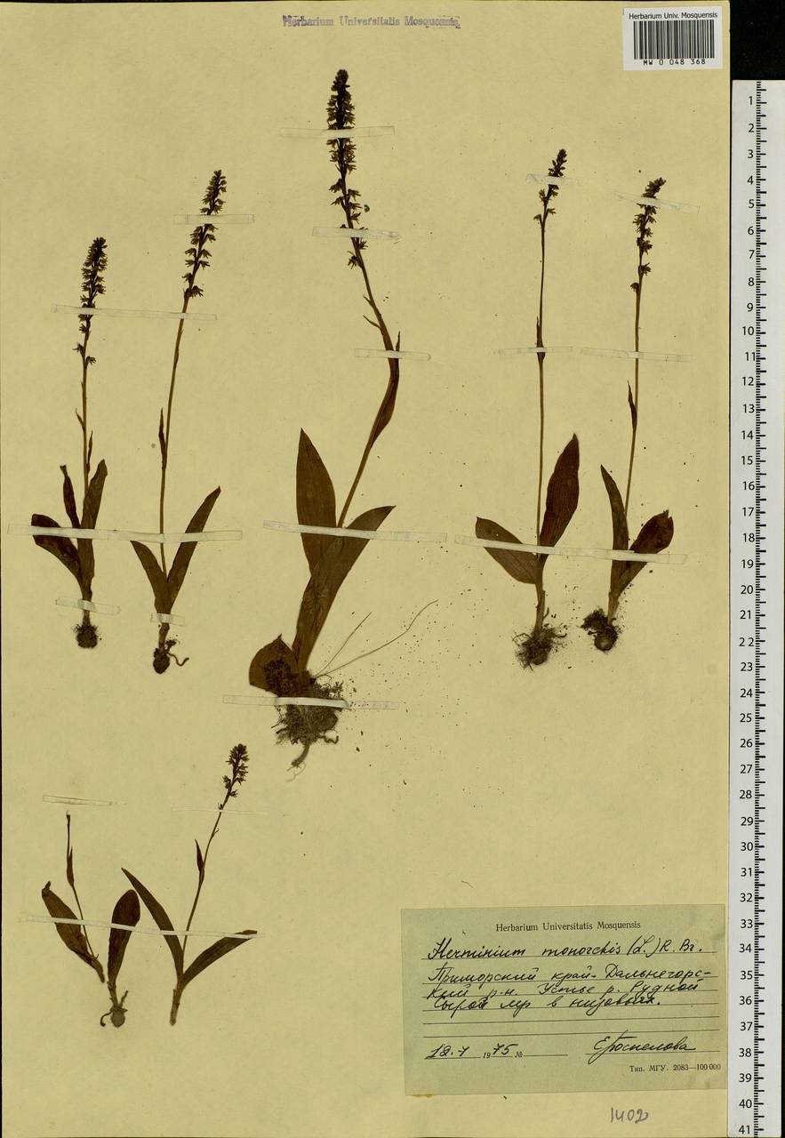 Herminium monorchis (L.) R.Br., Siberia, Russian Far East (S6) (Russia)