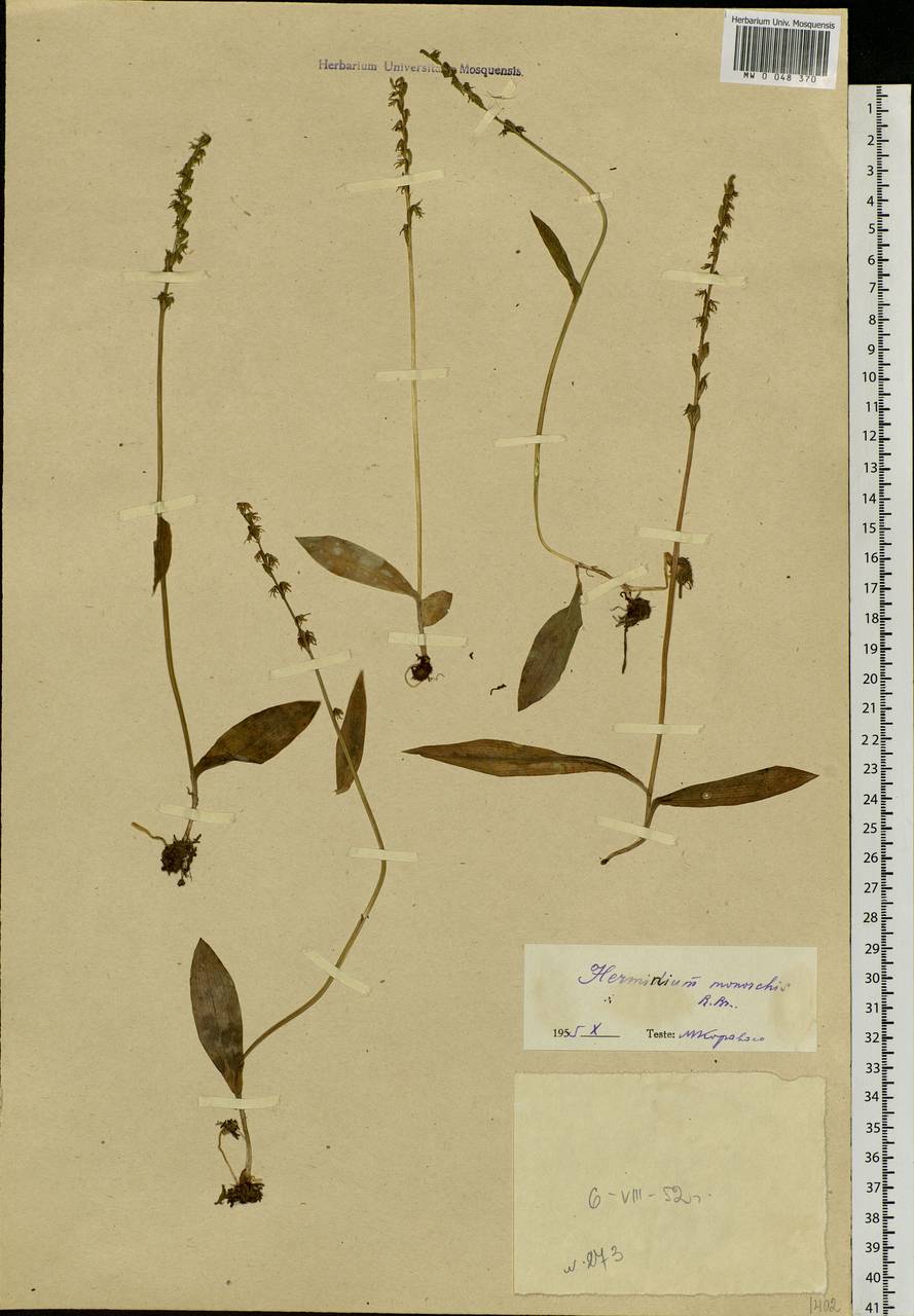 Herminium monorchis (L.) R.Br., Siberia, Yakutia (S5) (Russia)