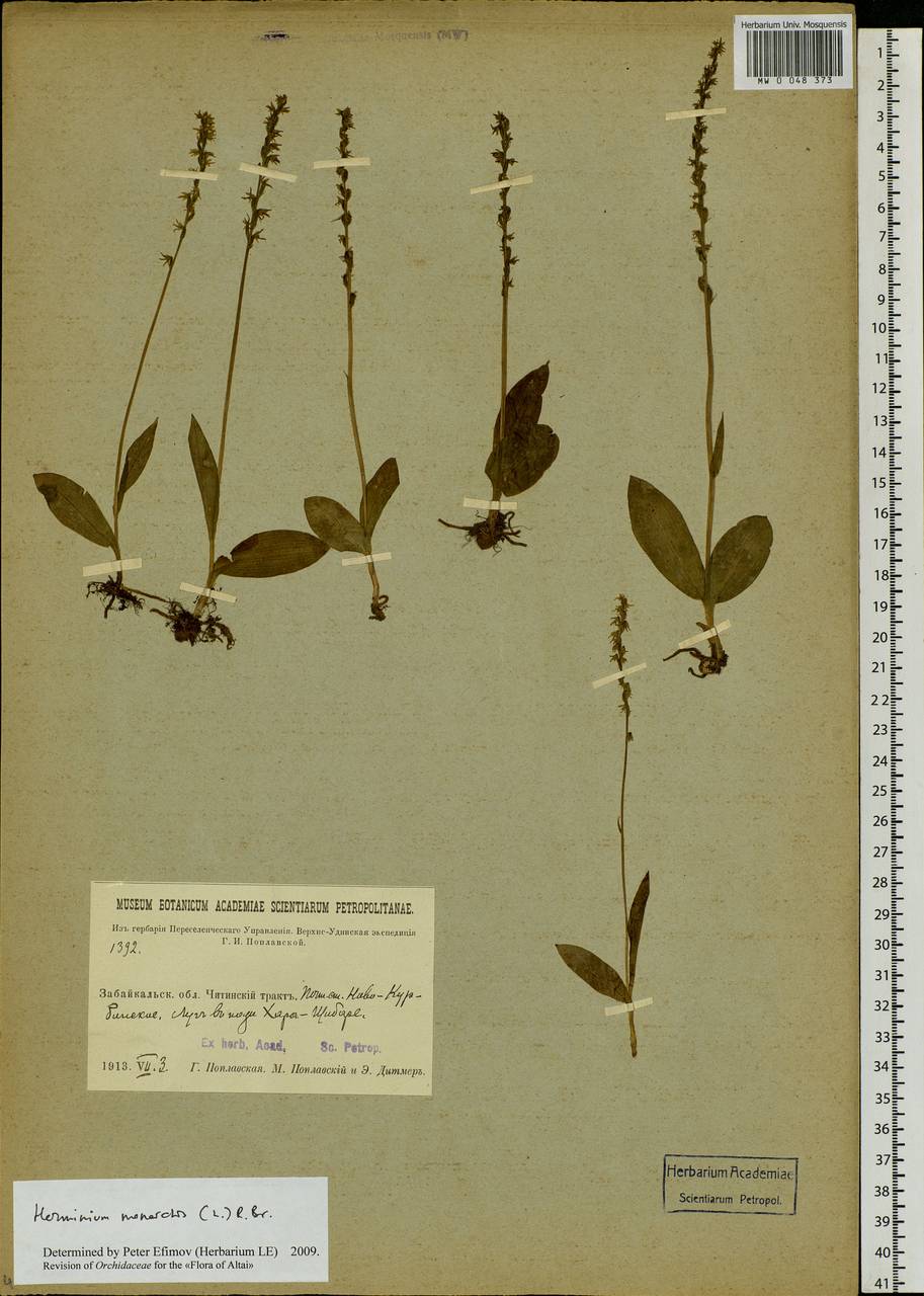 Herminium monorchis (L.) R.Br., Siberia, Baikal & Transbaikal region (S4) (Russia)