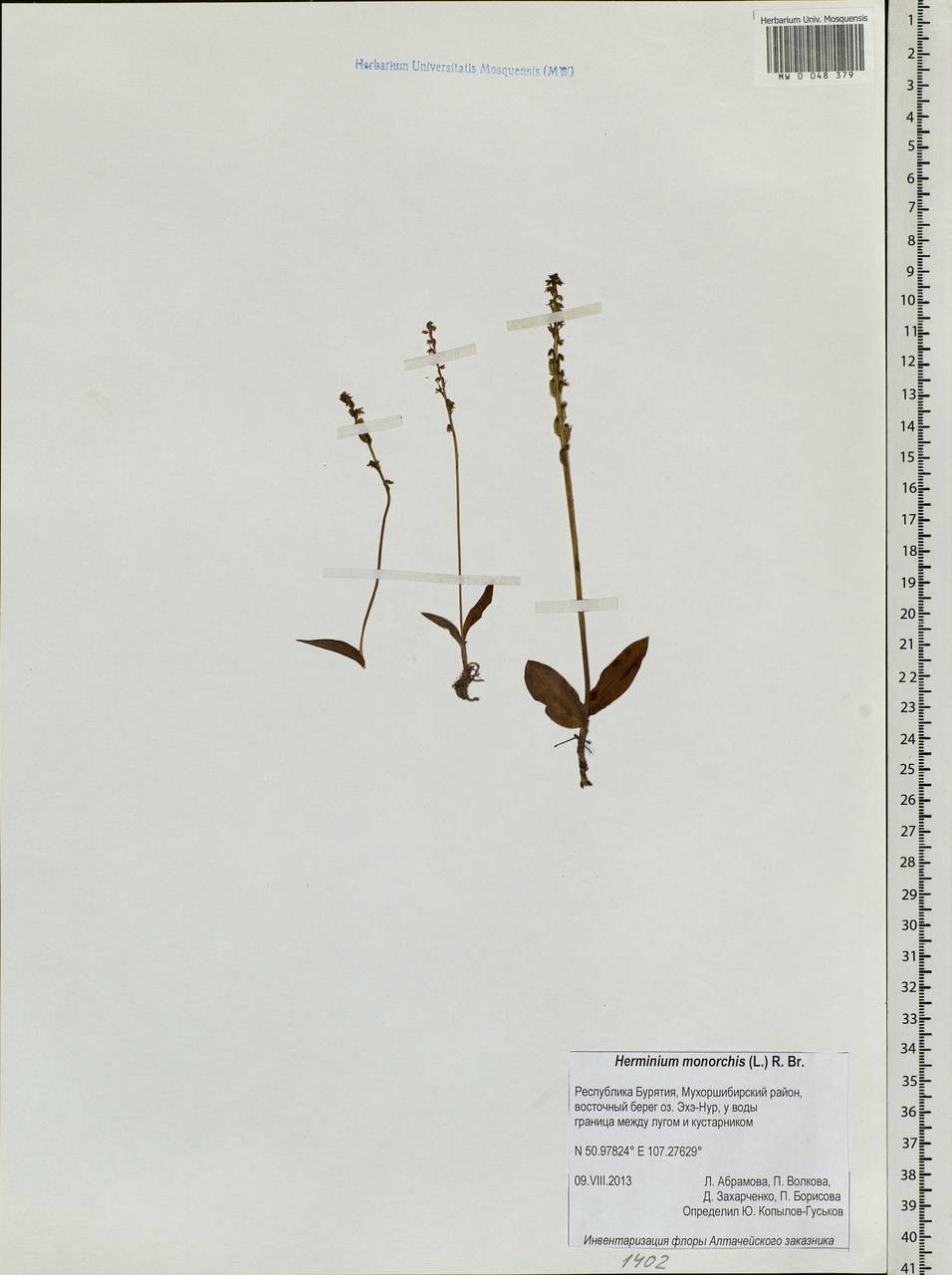 Herminium monorchis (L.) R.Br., Siberia, Baikal & Transbaikal region (S4) (Russia)