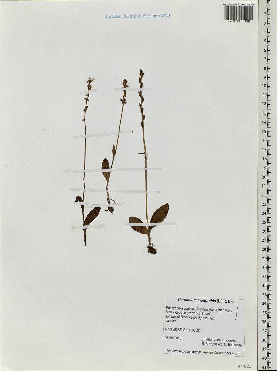 Herminium monorchis (L.) R.Br., Siberia, Baikal & Transbaikal region (S4) (Russia)