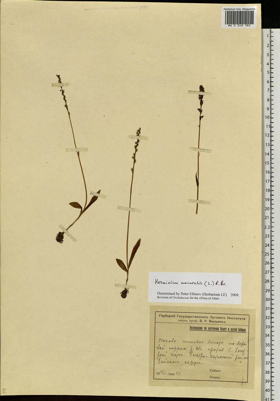 Herminium monorchis (L.) R.Br., Siberia, Altai & Sayany Mountains (S2) (Russia)