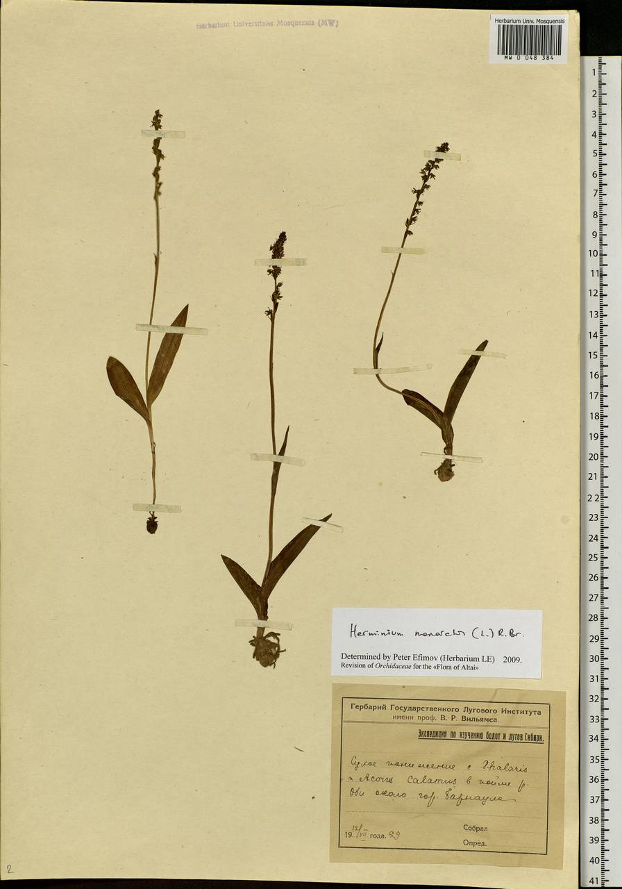 Herminium monorchis (L.) R.Br., Siberia, Altai & Sayany Mountains (S2) (Russia)