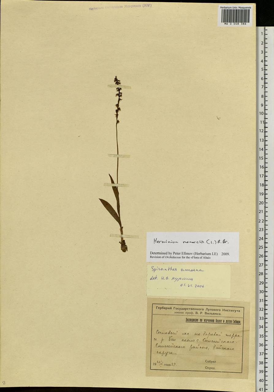 Herminium monorchis (L.) R.Br., Siberia, Altai & Sayany Mountains (S2) (Russia)