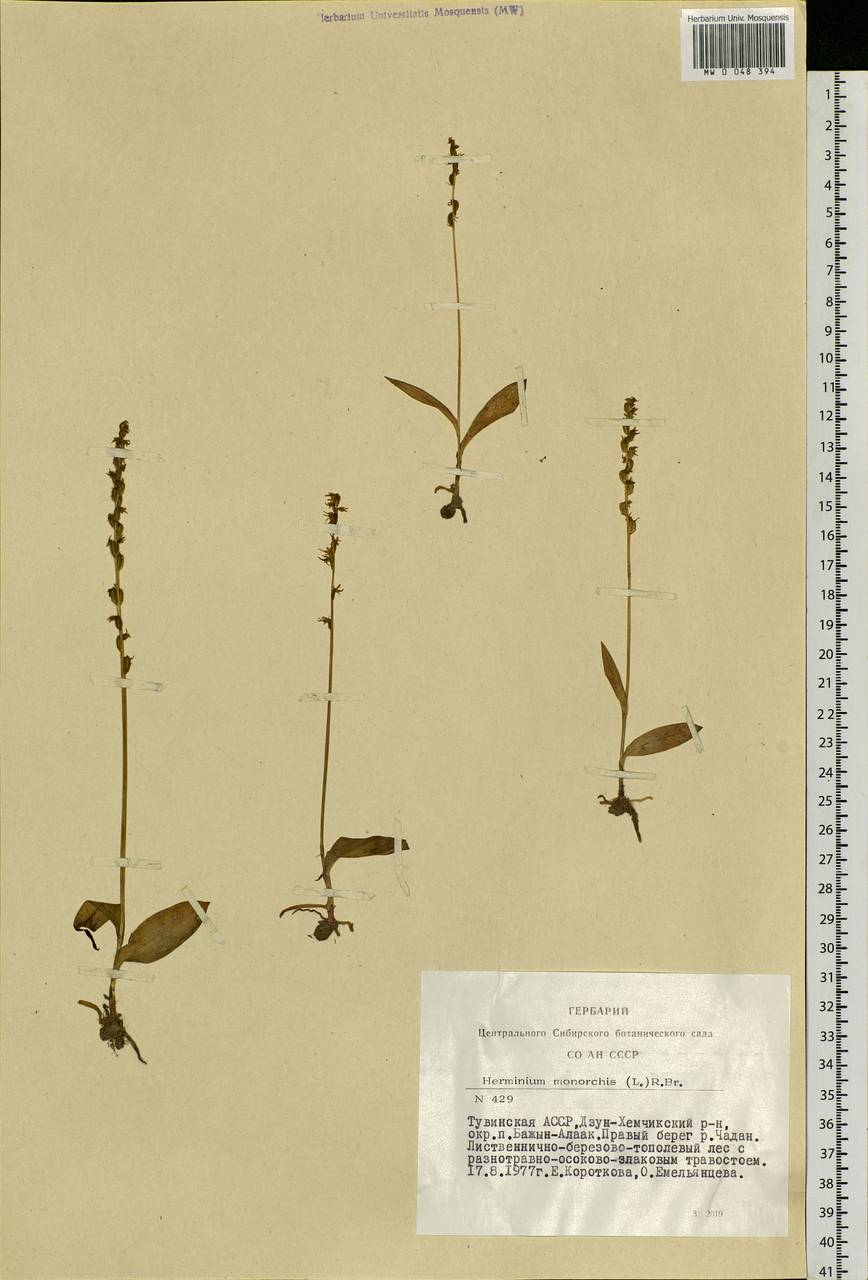Herminium monorchis (L.) R.Br., Siberia, Altai & Sayany Mountains (S2) (Russia)