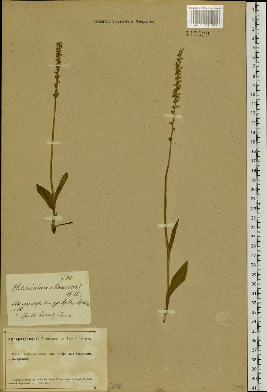Herminium monorchis (L.) R.Br., Siberia, Altai & Sayany Mountains (S2) (Russia)