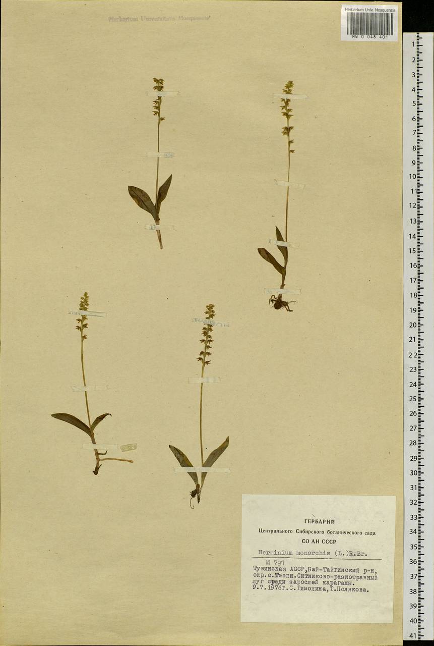 Herminium monorchis (L.) R.Br., Siberia, Altai & Sayany Mountains (S2) (Russia)