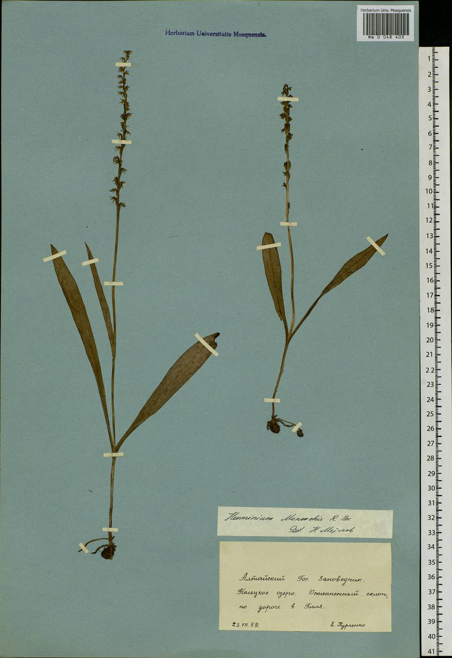 Herminium monorchis (L.) R.Br., Siberia, Altai & Sayany Mountains (S2) (Russia)