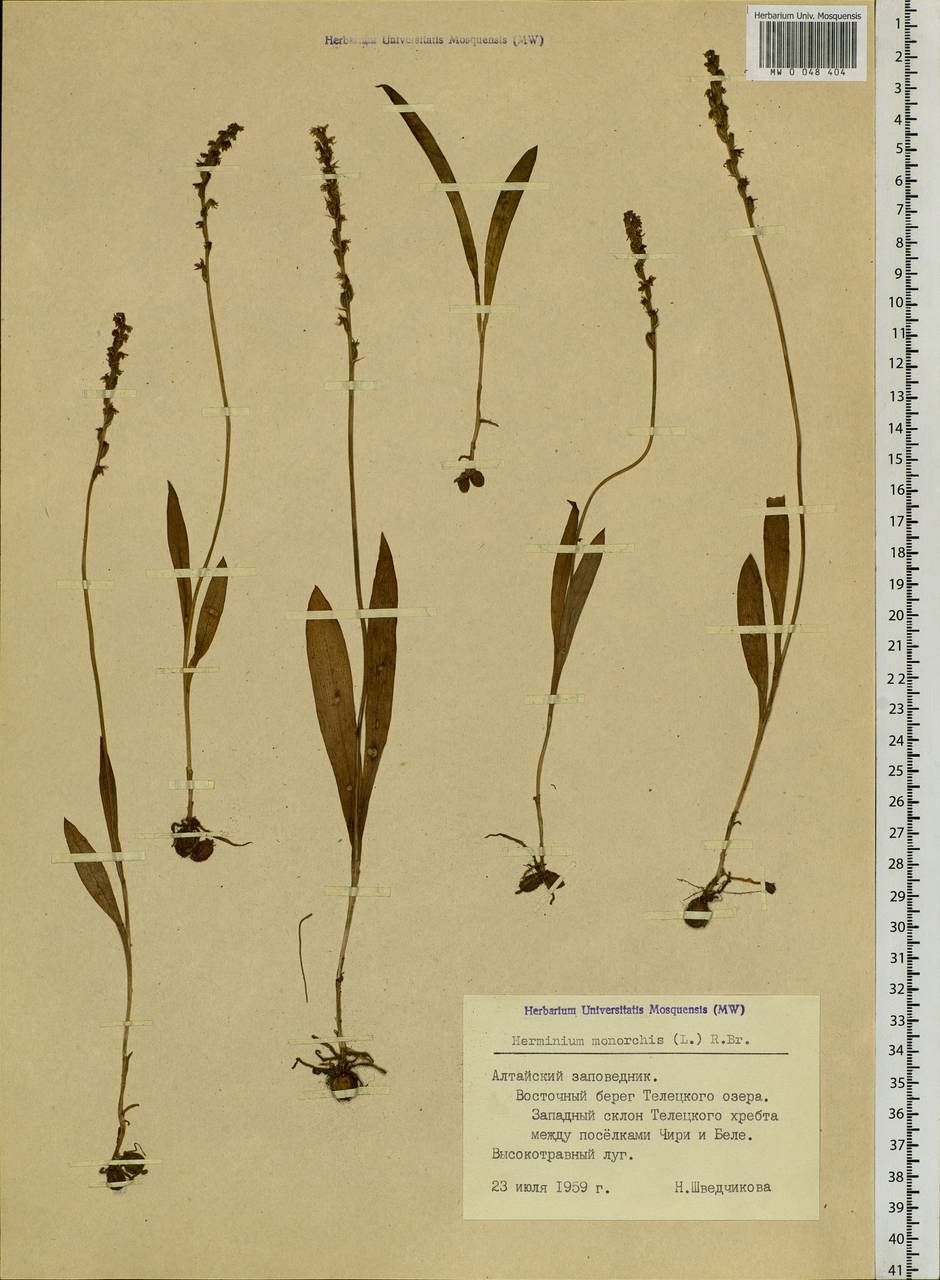 Herminium monorchis (L.) R.Br., Siberia, Altai & Sayany Mountains (S2) (Russia)