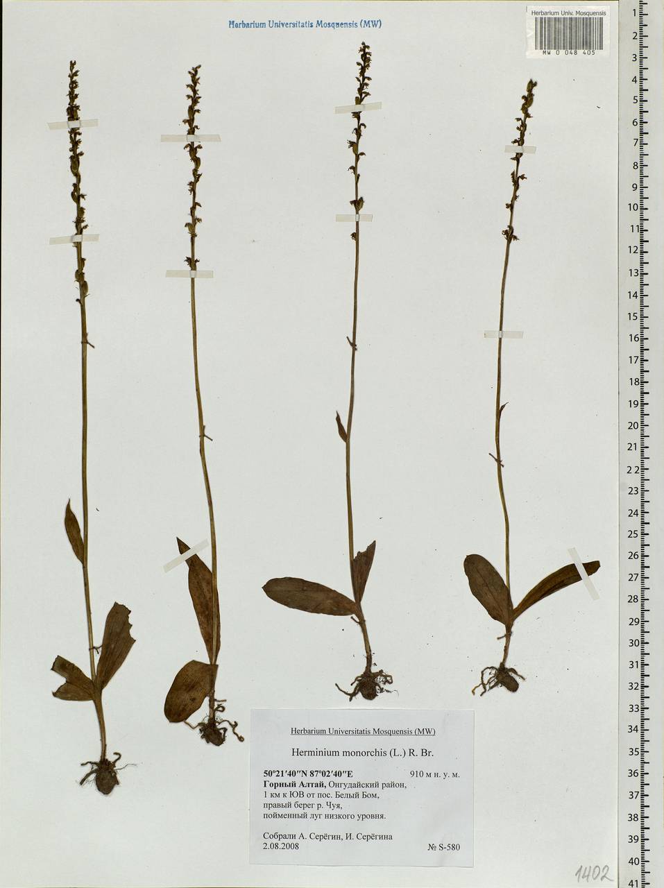 Herminium monorchis (L.) R.Br., Siberia, Altai & Sayany Mountains (S2) (Russia)