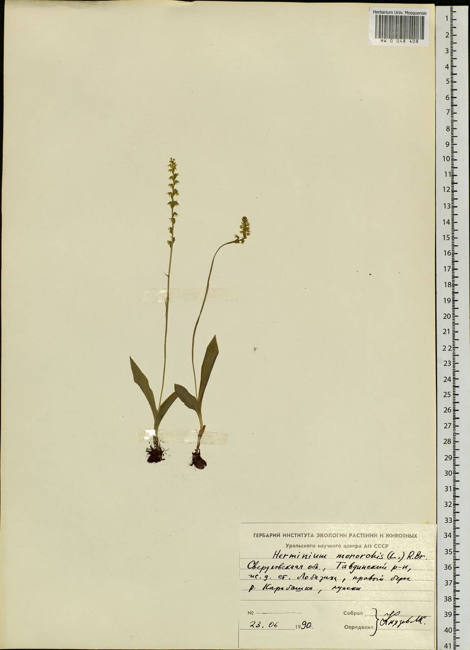 Herminium monorchis (L.) R.Br., Eastern Europe, Eastern region (E10) (Russia)