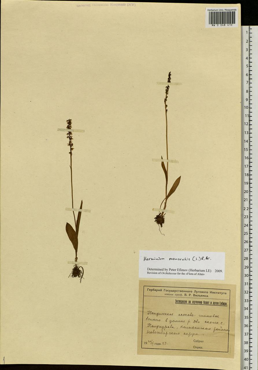 Herminium monorchis (L.) R.Br., Siberia, Western Siberia (S1) (Russia)