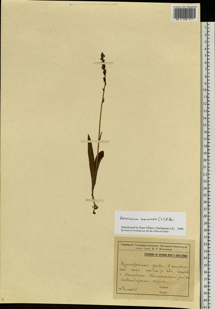 Herminium monorchis (L.) R.Br., Siberia, Western Siberia (S1) (Russia)
