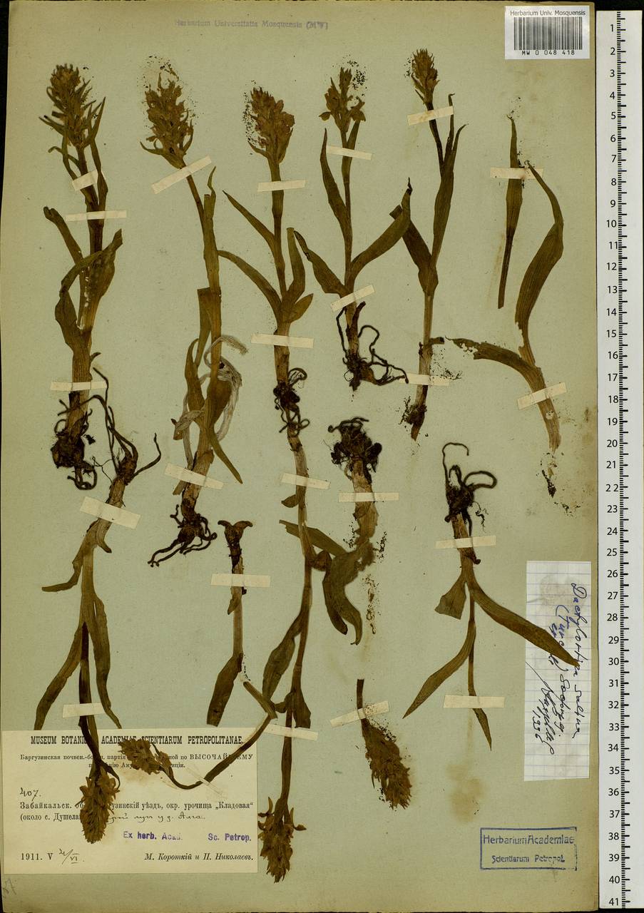 Dactylorhiza salina (Turcz. ex Lindl.) Soó, Siberia, Baikal & Transbaikal region (S4) (Russia)