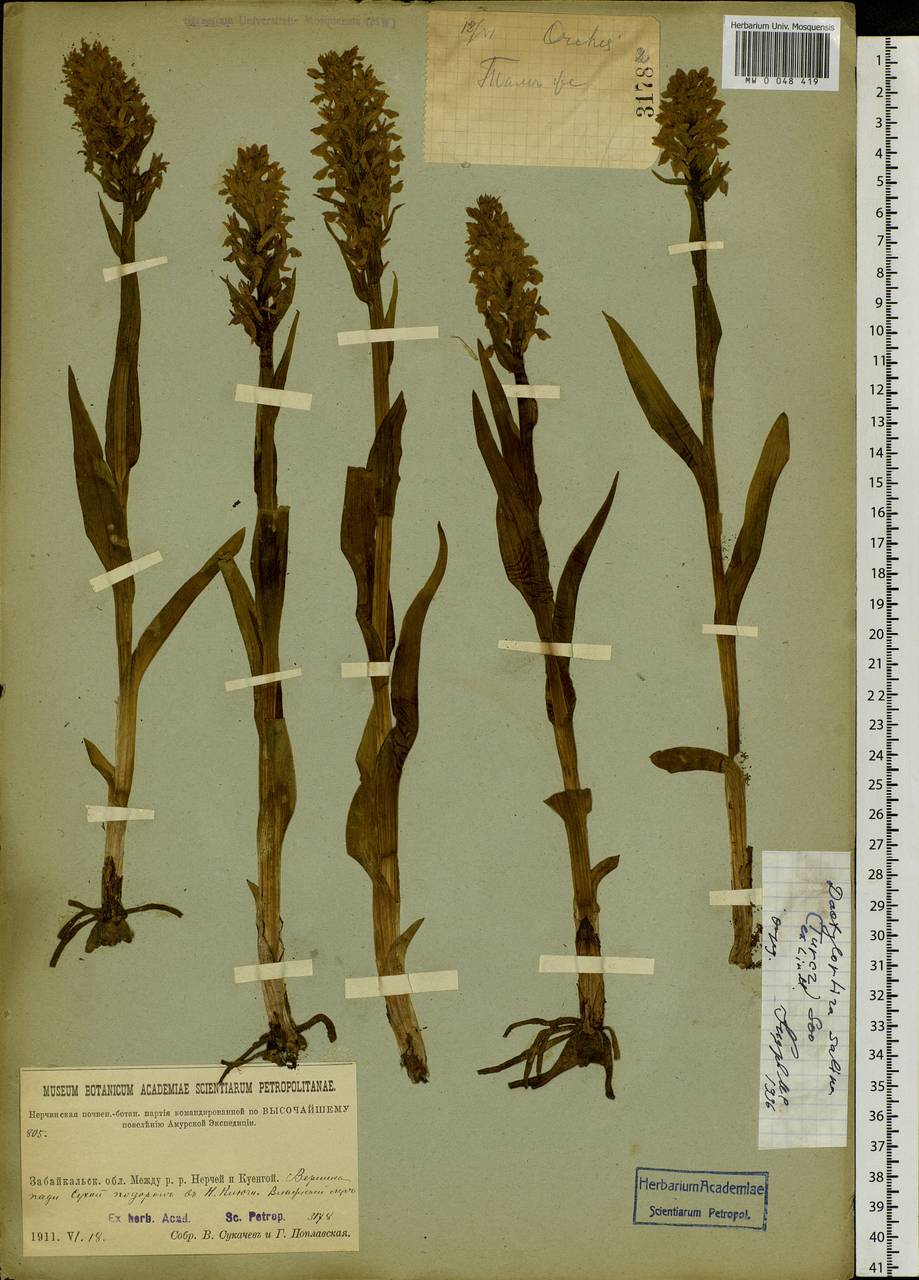 Dactylorhiza salina (Turcz. ex Lindl.) Soó, Siberia, Baikal & Transbaikal region (S4) (Russia)