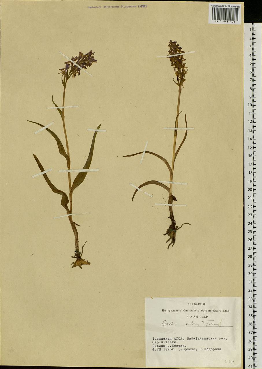 Dactylorhiza salina (Turcz. ex Lindl.) Soó, Siberia, Altai & Sayany Mountains (S2) (Russia)