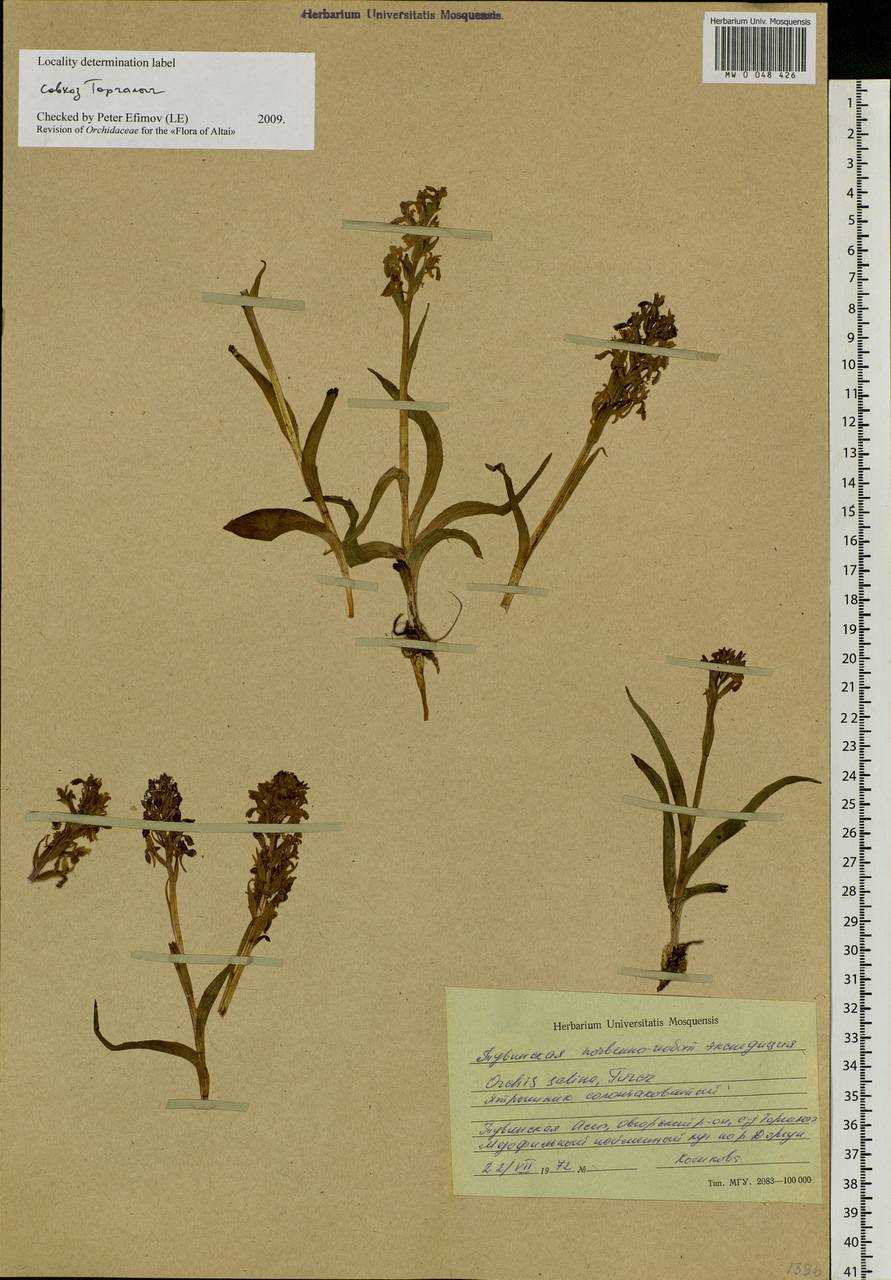 Dactylorhiza salina (Turcz. ex Lindl.) Soó, Siberia, Altai & Sayany Mountains (S2) (Russia)