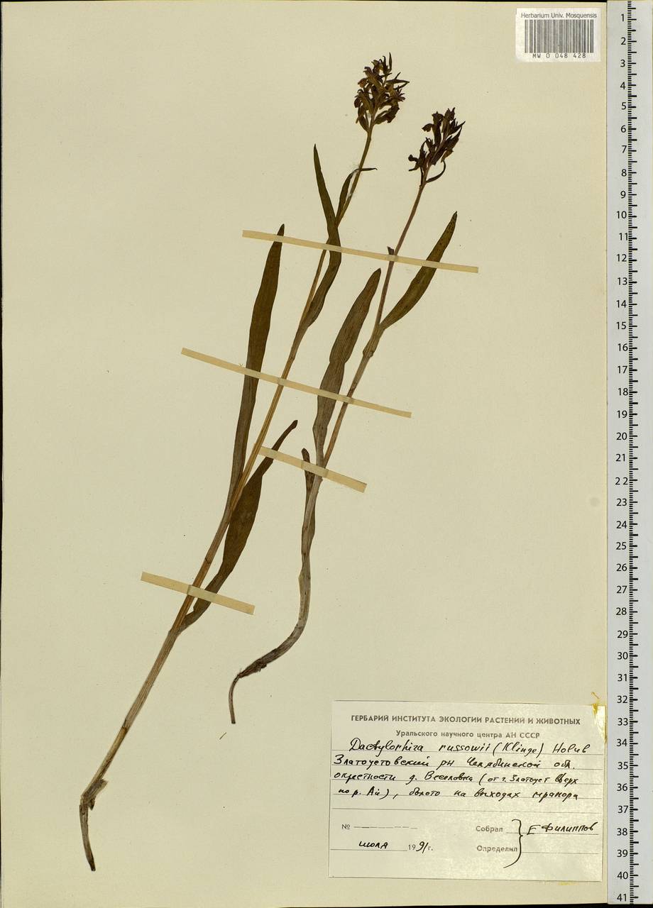 Dactylorhiza russowii (Klinge) Holub, Eastern Europe, Eastern region (E10) (Russia)