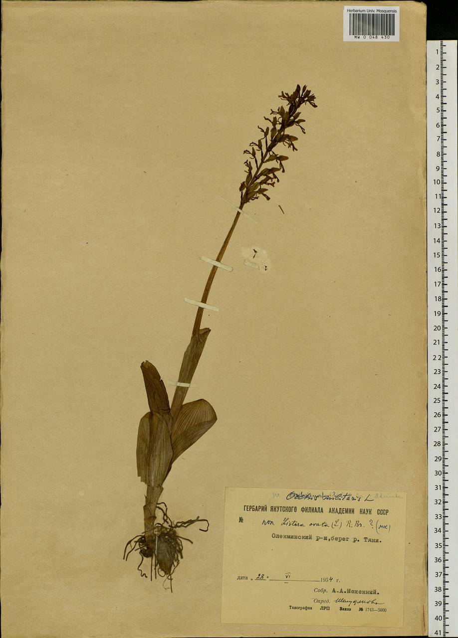 Orchis militaris L., Siberia, Yakutia (S5) (Russia)