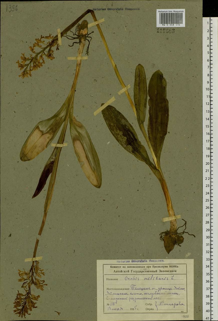 Orchis militaris L., Siberia, Altai & Sayany Mountains (S2) (Russia)