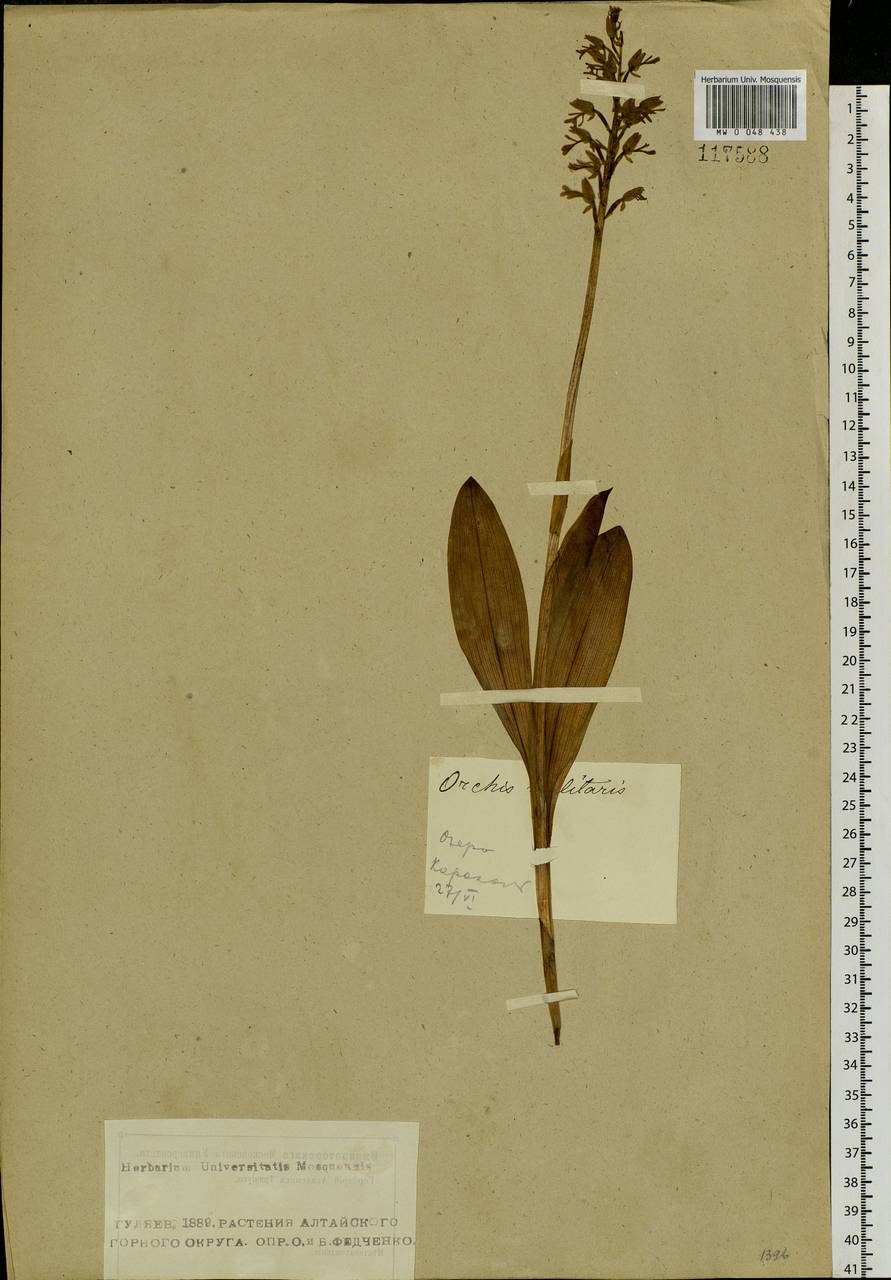 Orchis militaris L., Siberia, Altai & Sayany Mountains (S2) (Russia)