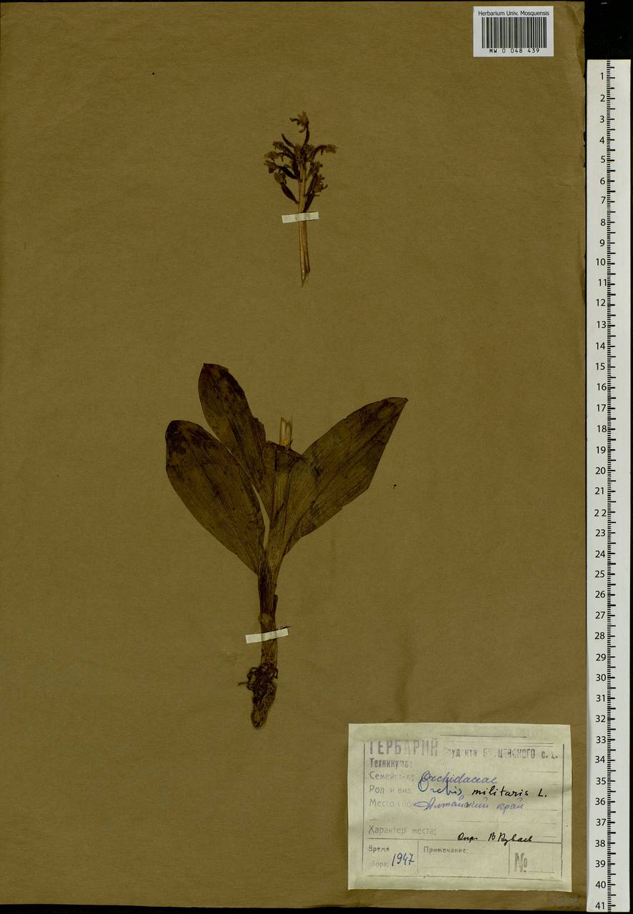 Orchis militaris L., Siberia, Altai & Sayany Mountains (S2) (Russia)