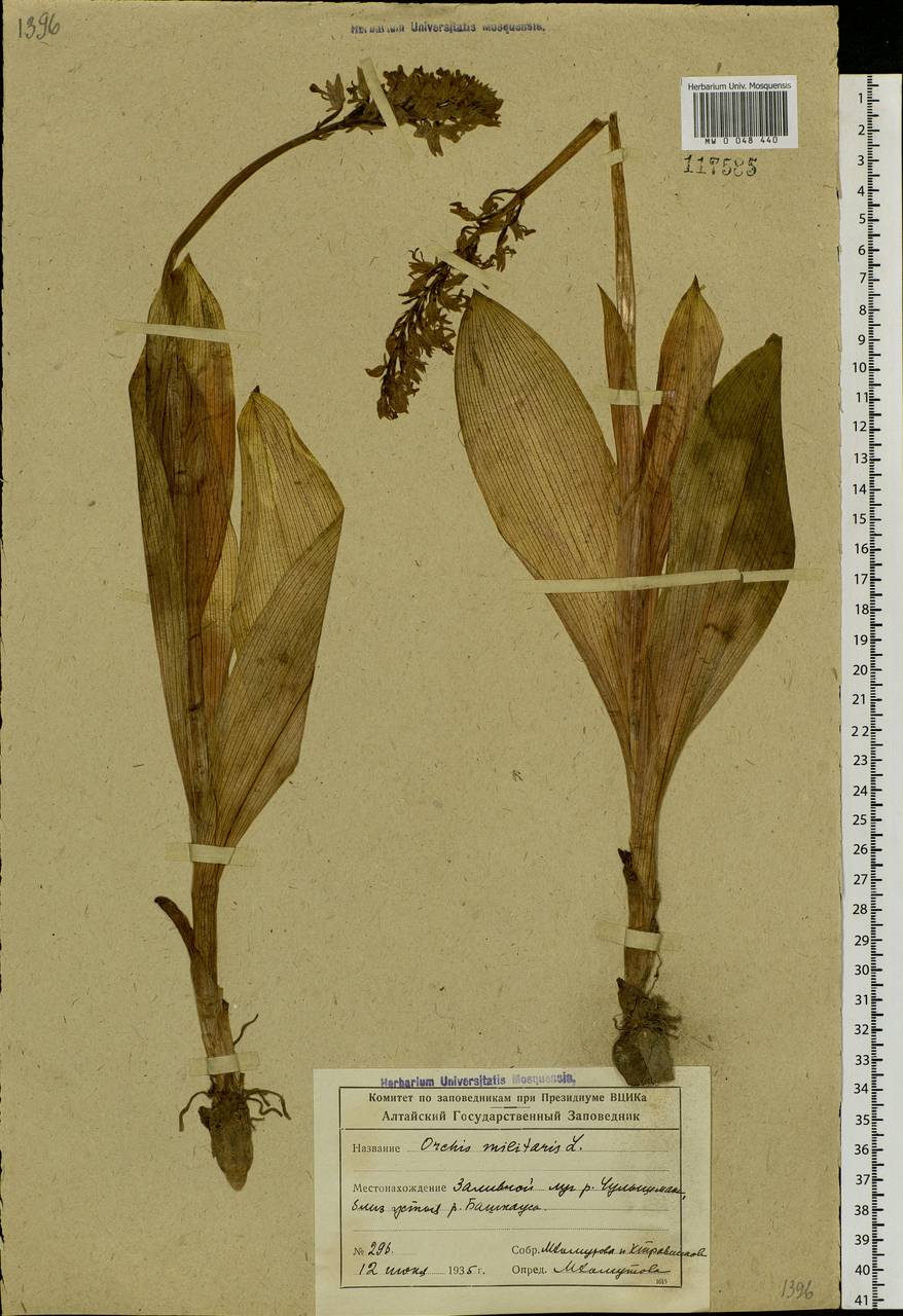 Orchis militaris L., Siberia, Altai & Sayany Mountains (S2) (Russia)