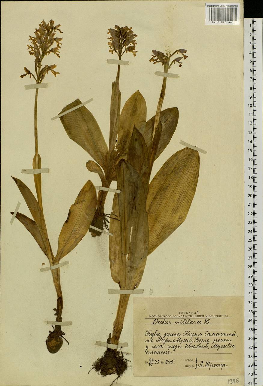 Orchis militaris L., Siberia, Altai & Sayany Mountains (S2) (Russia)