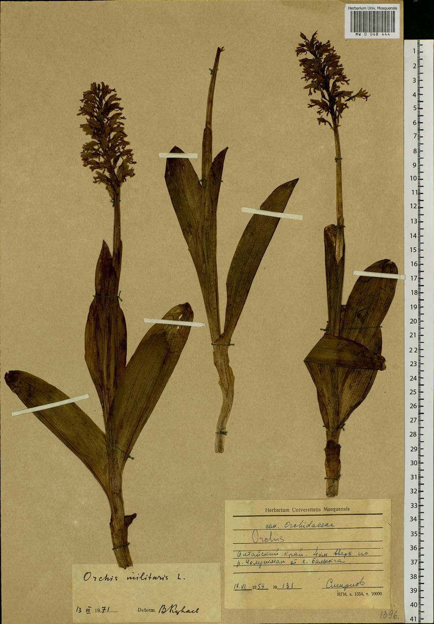 Orchis militaris L., Siberia, Altai & Sayany Mountains (S2) (Russia)