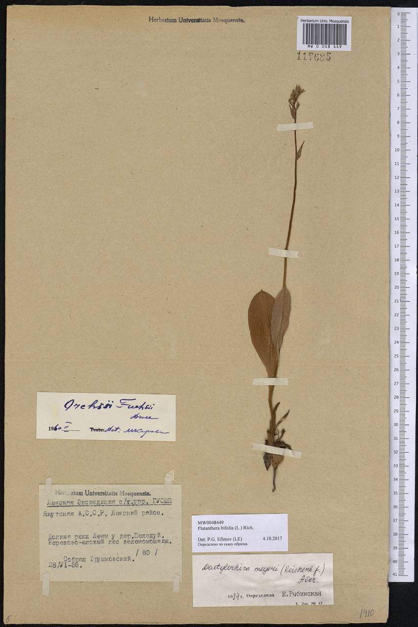 Platanthera bifolia (L.) Rich., Siberia, Yakutia (S5) (Russia)